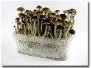 Des champignons magiques contre la dépression