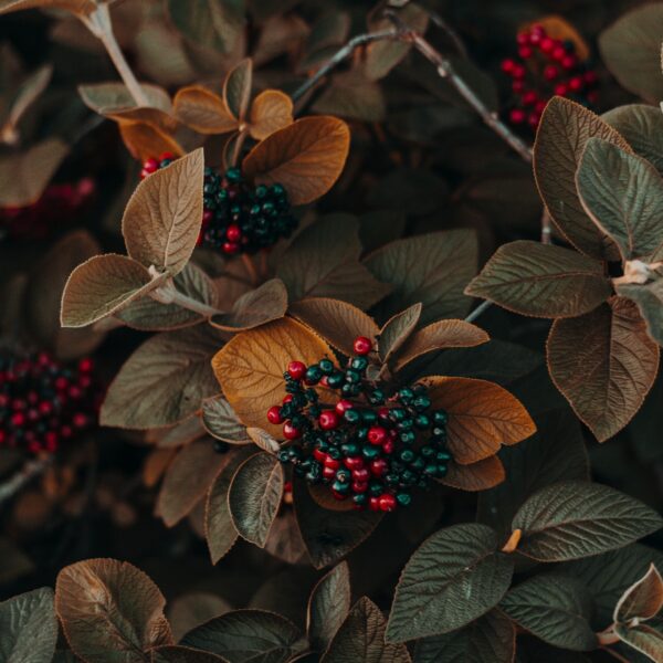 Aliments riches en antioxydants