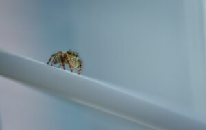 Arachnophobie : Phobie des araignées