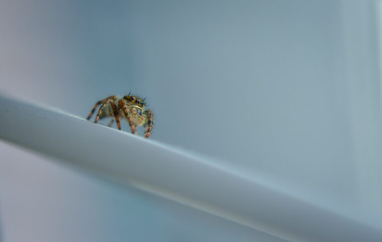 Arachnophobie : comprendre la peur des araignées – Mon-Psychotherapeute.Com