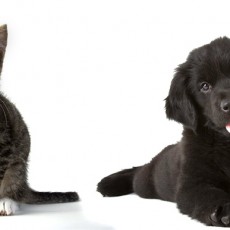 La thérapie assistée par l'animal