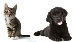 La thérapie assistée par l'animal