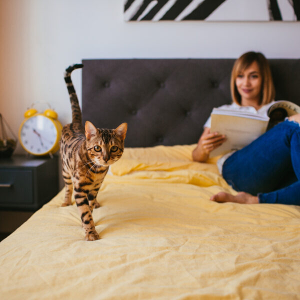 Faut-il interdire les animaux de compagnie dans la chambre ?