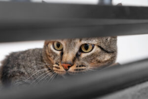 Ailurophobie ou peur des chats, l’animal familier qui devient impossible à approcher