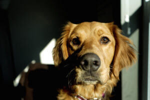 Cynophobie, pourquoi la peur des chiens devient-elle si difficile à éviter au quotidien ?