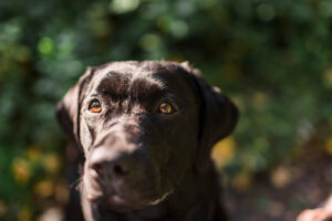 Dégoût ou phobie animale, comment reconnaître ce que l’on ressent vraiment ?