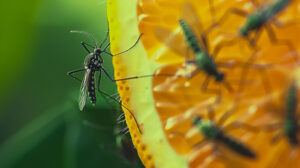 Entomophobie, quand la peur des insectes finit par organiser le quotidien