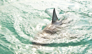 Peur des requins, pourquoi un danger si rare paraît-il si proche dans l’eau ?