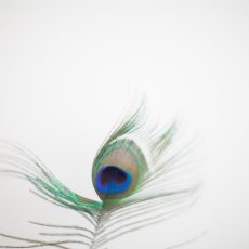 Cecile-Bouvet-Jacques